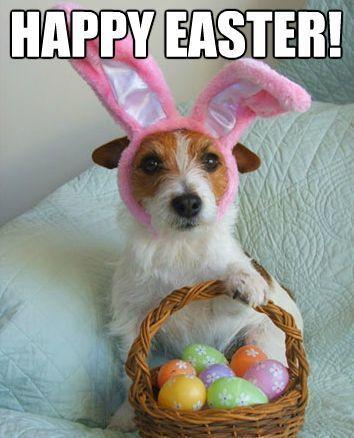 happy-easter-images-dogs.jpg.12d91a99aa657811820d19feb9a83106.jpg