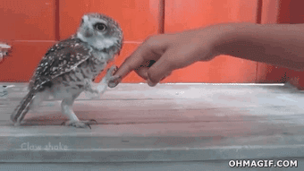 cute-owl-giving-handshake.gif